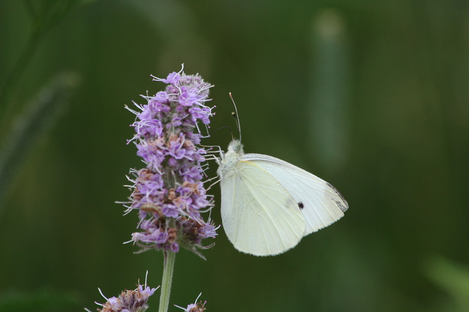 Pieris rapae? - S